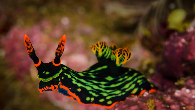 Nudibranch is a type of mollusk