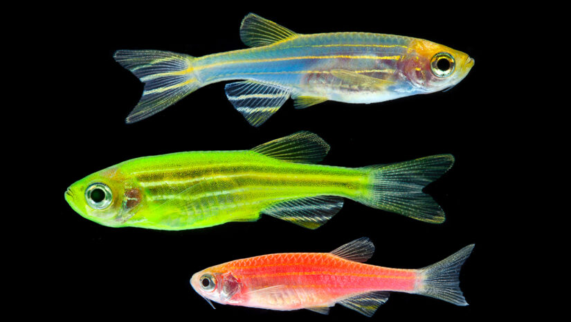 colorful fish called zebrafish isolated on black background via adobe stock