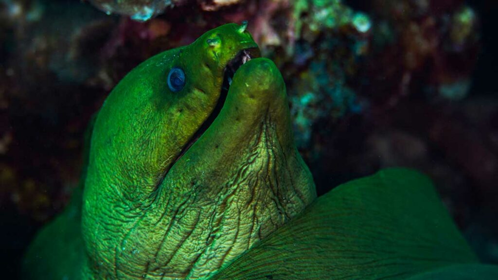 Beach Conger