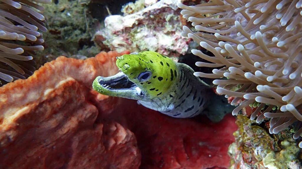 Fimbriated Moray