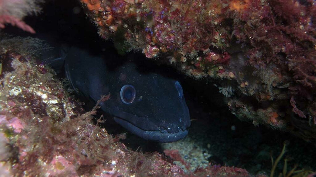 Grey Conger