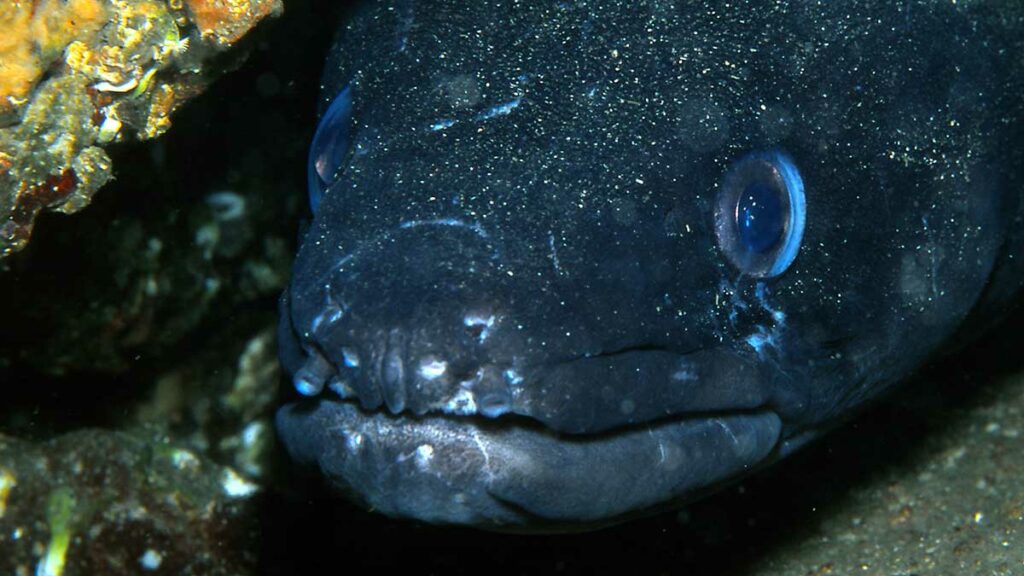 Longfin African Conger