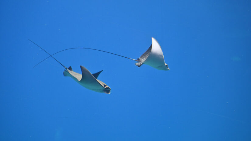 two manta rays in open water