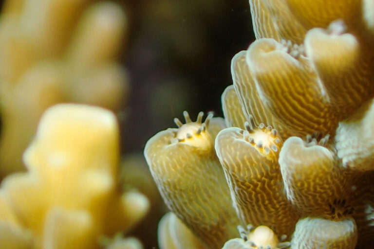 Reefmakers The Life Cycle of Coral