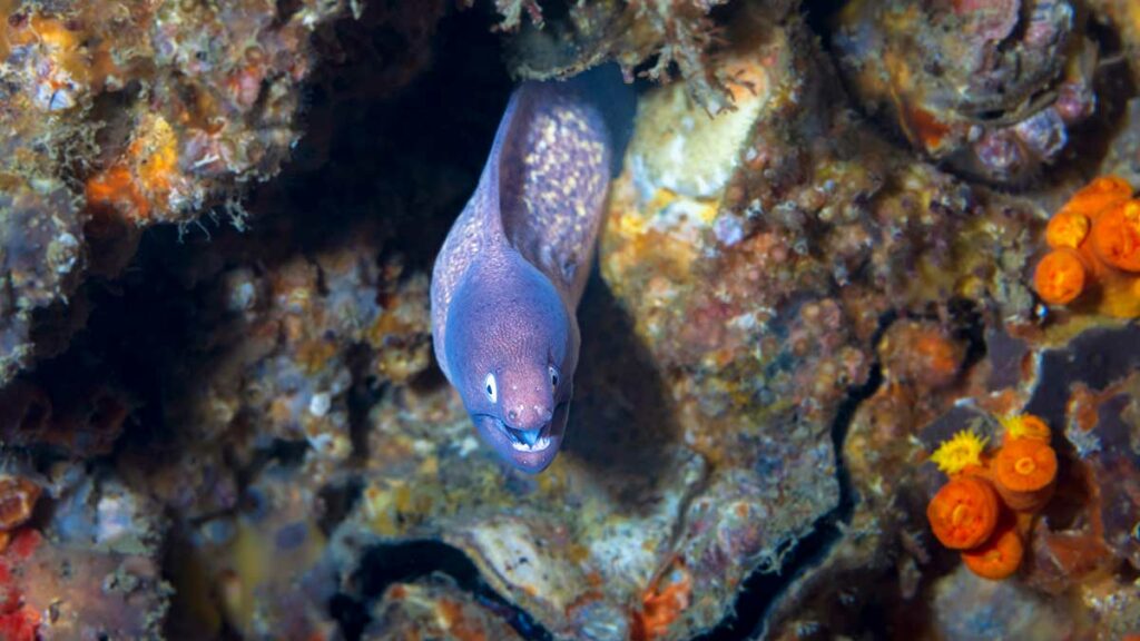 Slender Giant Moray