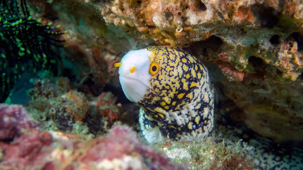 Snowflake Moray
