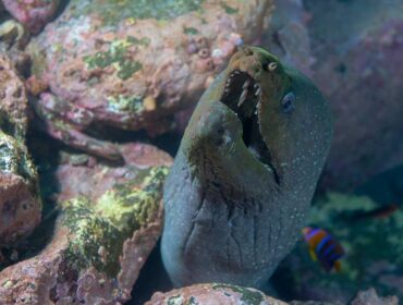 snyder's moray eel
