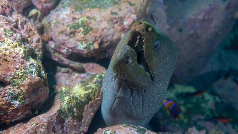 snyder's moray eel