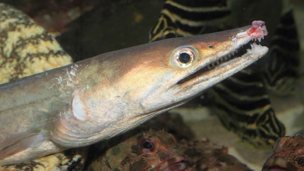 Whitespotted Conger