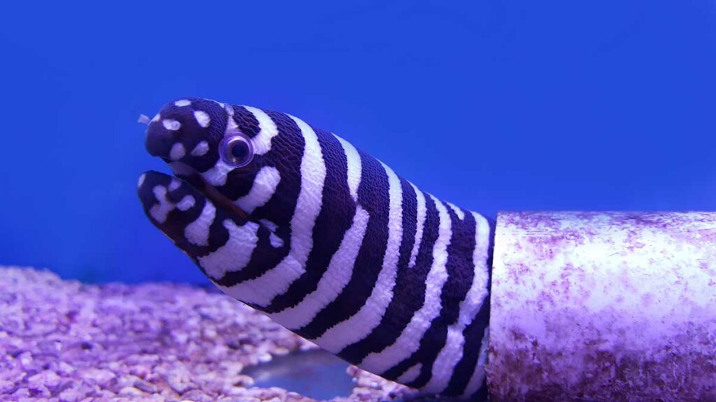 Zebra Moray