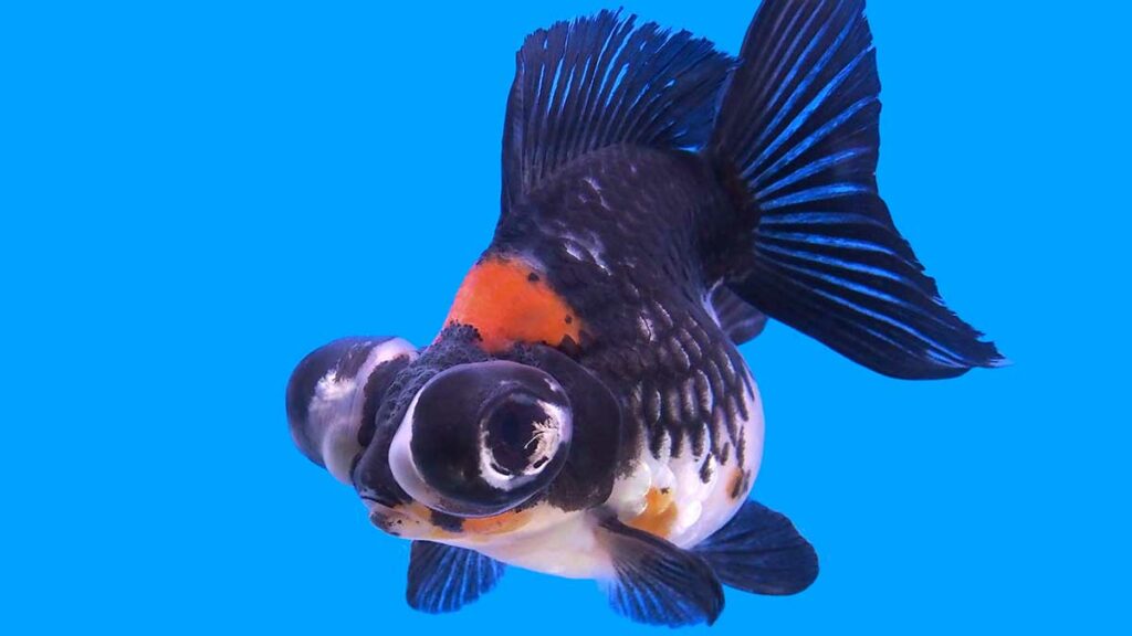 Black Goldfish