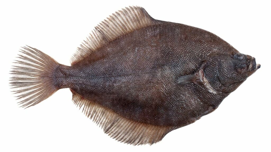 Fluke