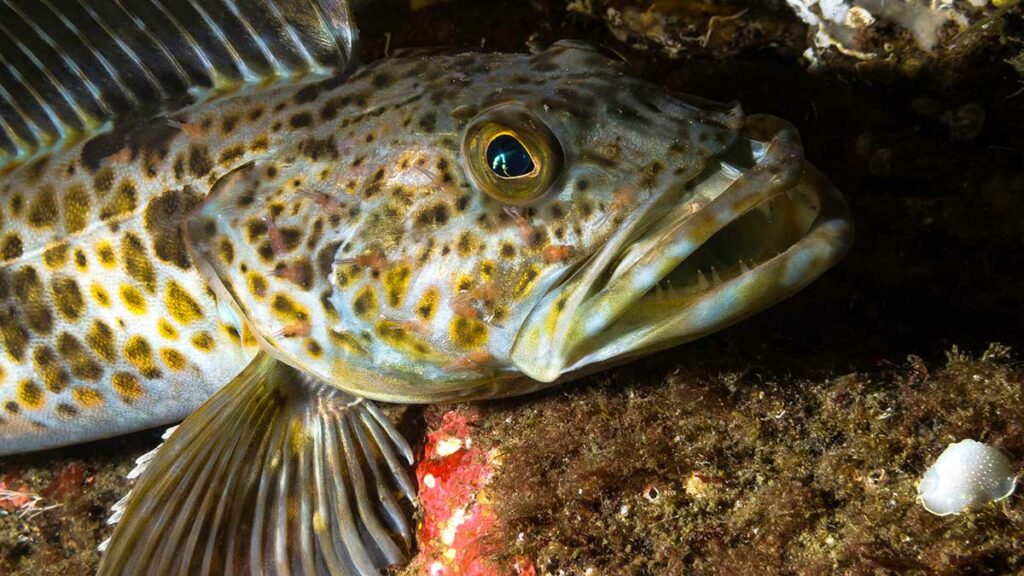 Ling Cod