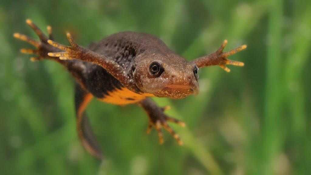 Newt