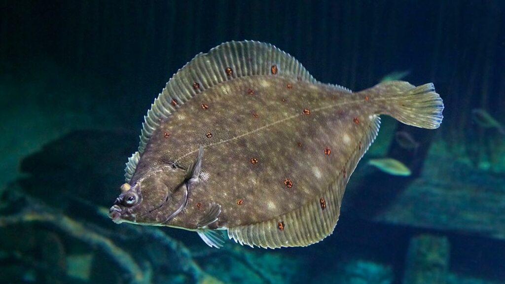 Plaice
