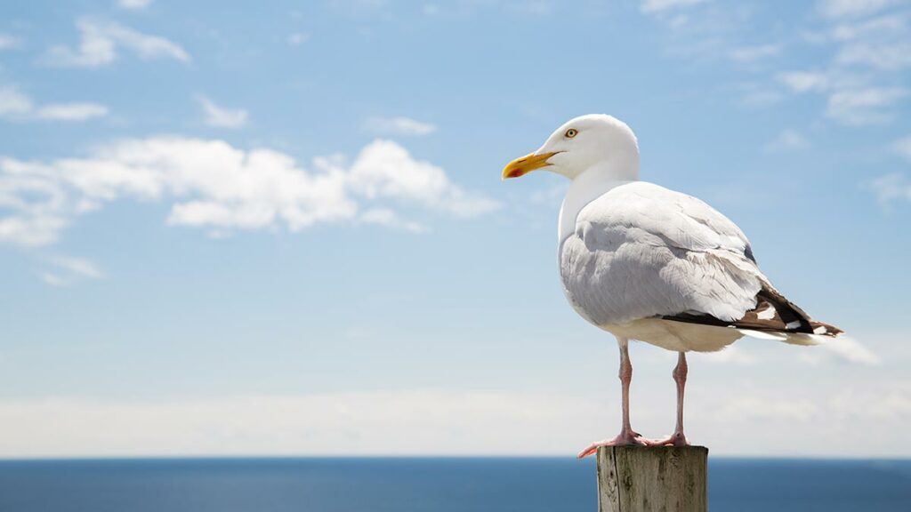 Seagull