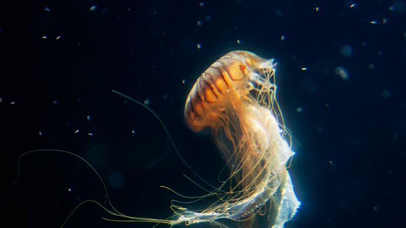 lion’s mane the biggest jellyfish in the world