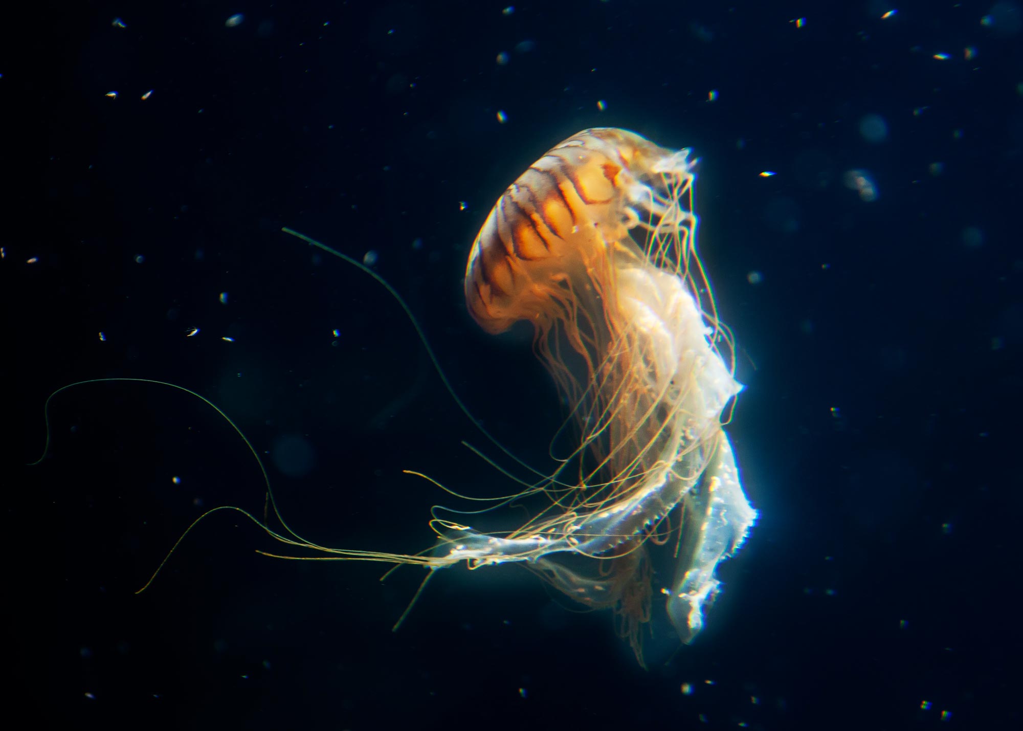 The Five Biggest Jellyfish in the World - AquaViews