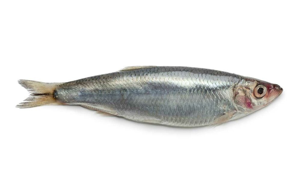 Sprat