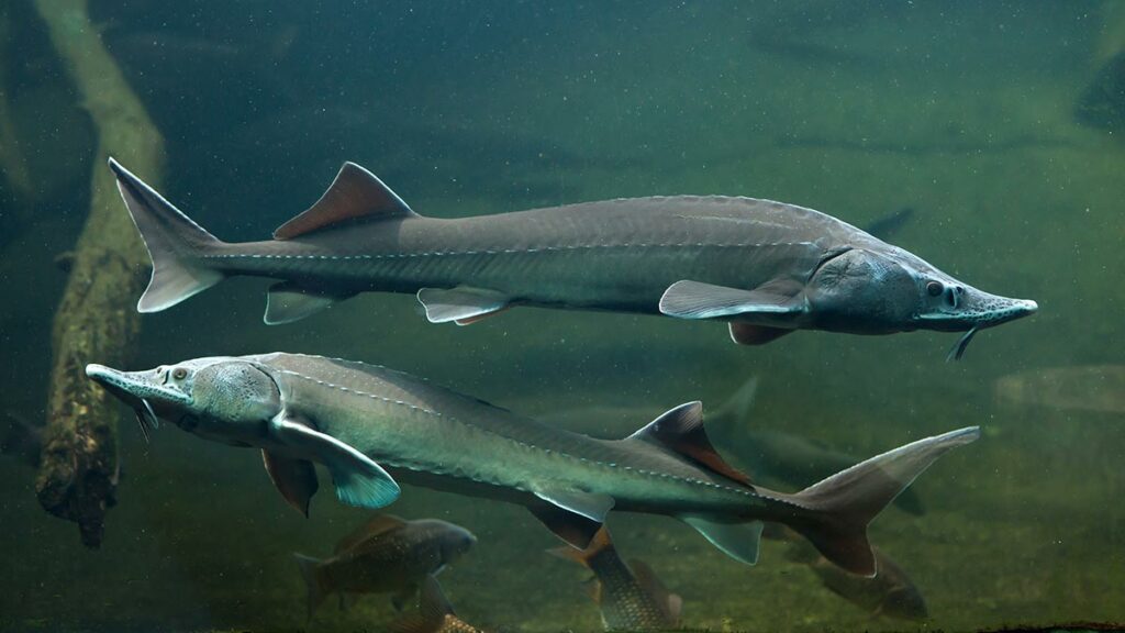 Sturgeon