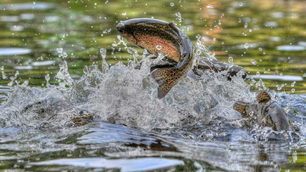 Trout