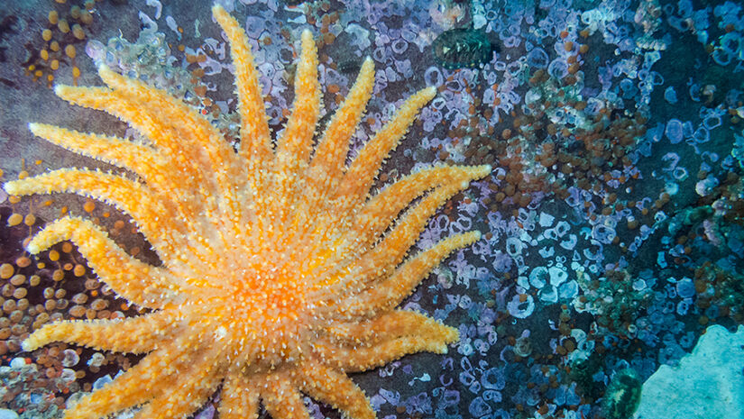 on extraordinary Sunflower, the Star (Pycnopodia helianthoides) One of British Columbia's largest starfish photographed while diving around the southern Gulf Islands.