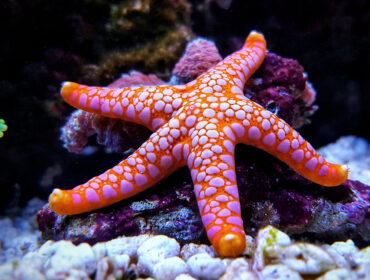 Fromia seastar in coral reef aquarium tank is one of the most amazing living decorations By Kolevski.V