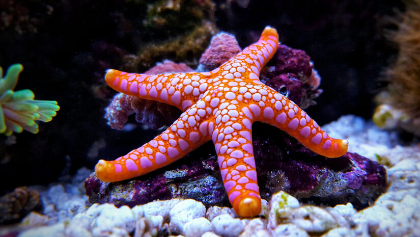 Fromia seastar in coral reef aquarium tank is one of the most amazing living decorations By Kolevski.V