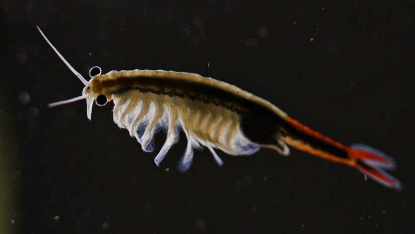 Fairy Shrimp