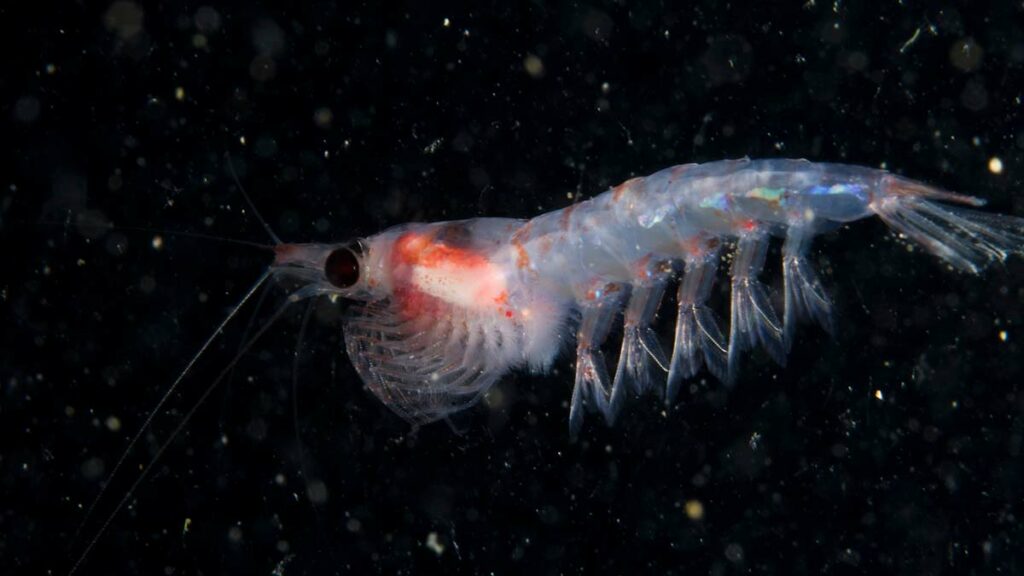 Krill