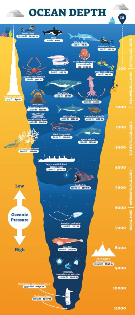 animals found in different ocean depth zones including epipelagic, mesopelagic, bathypelagic, abyssopelagic, and hadal zone