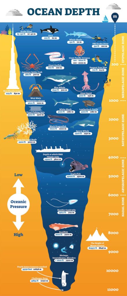 5 Animals Found in the Bathypelagic Zone - Scuba.com