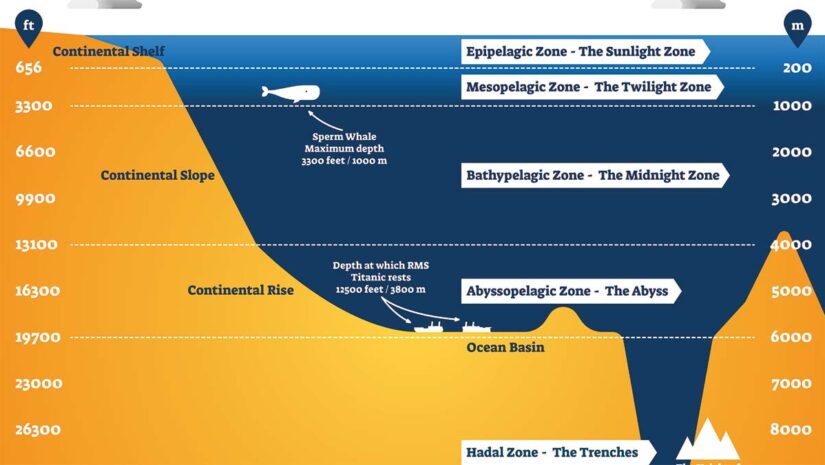 animals found in different ocean depth zones including epipelagic, mesopelagic, bathypelagic, abyssopelagic, and hadal zone