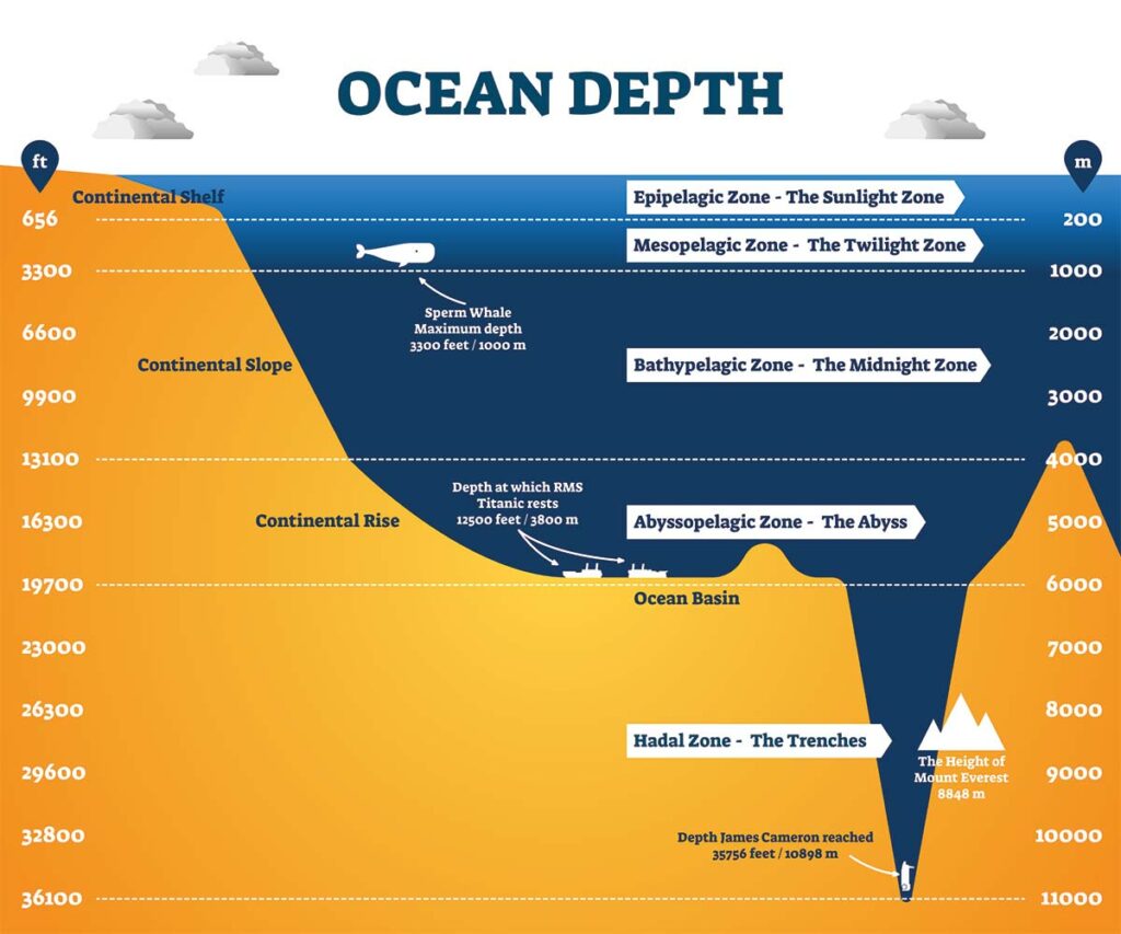 animals found in different ocean depth zones including epipelagic, mesopelagic, bathypelagic, abyssopelagic, and hadal zone