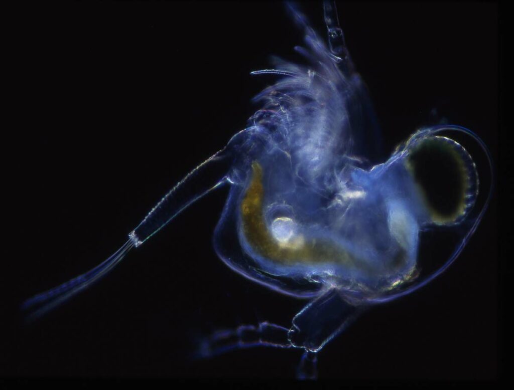 Water Flea crustacean