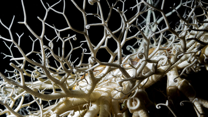 A Basket Star is a deep pacific sea creatures