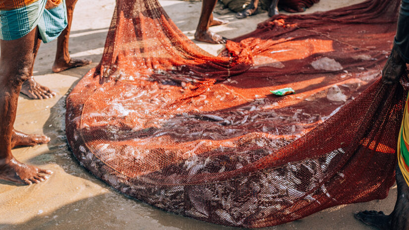overfishing of the sea - a lot of fish in a fishers net By SmallWorldProduction