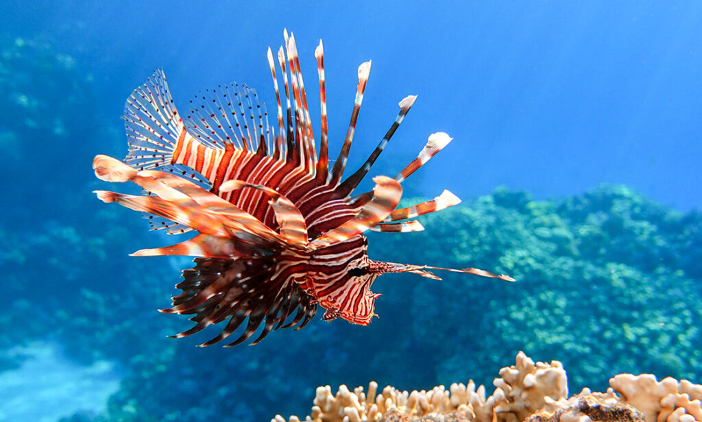 Lionfish on the coral reef By mirecca