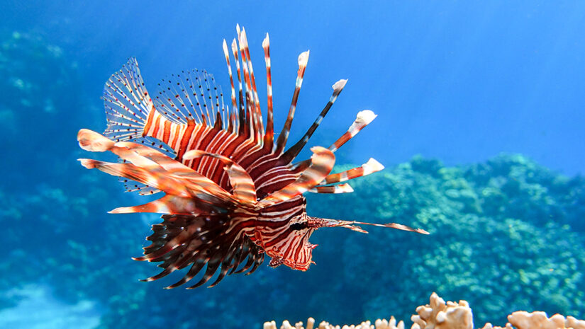 Lionfish on the coral reef By mirecca