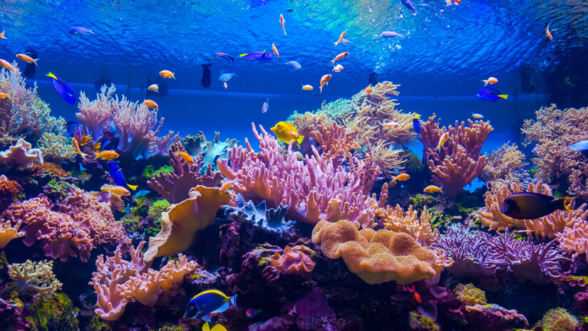 Coral Species of the Caribbean