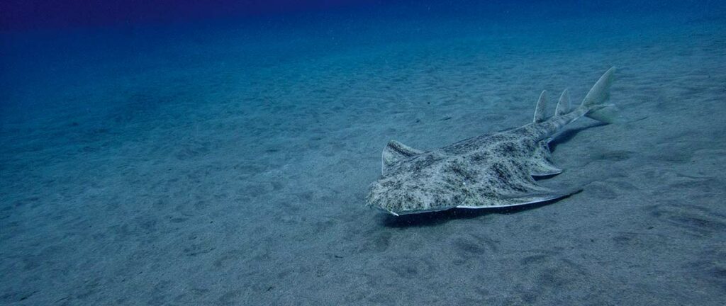 angel shark