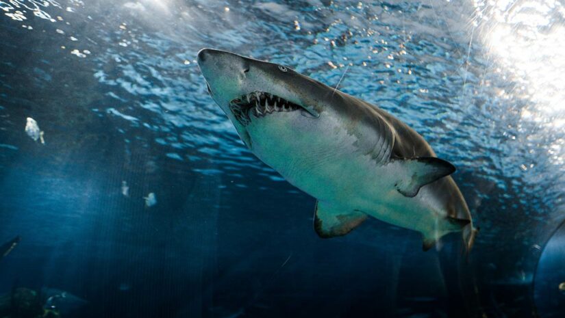 great white shark