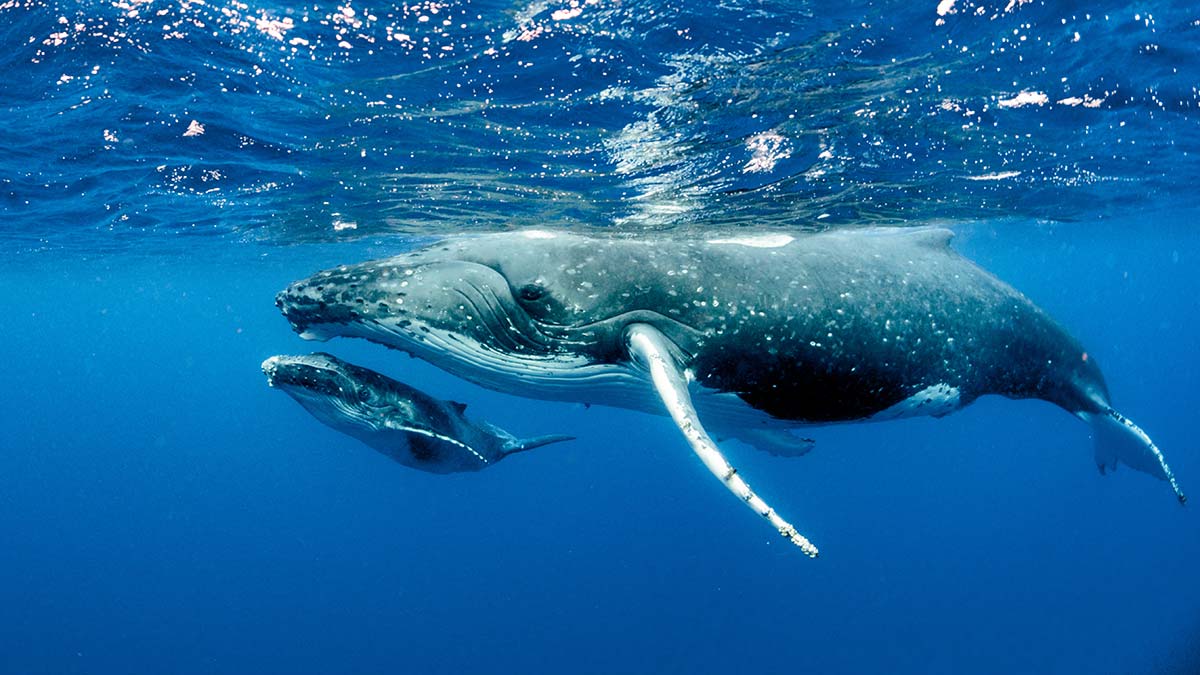 5 Largest Whales in the Gulf of Mexico - Scuba.com