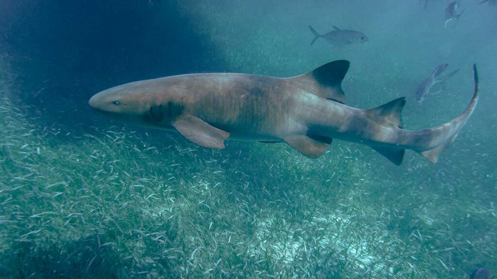 nurse shark least dangerous sharks