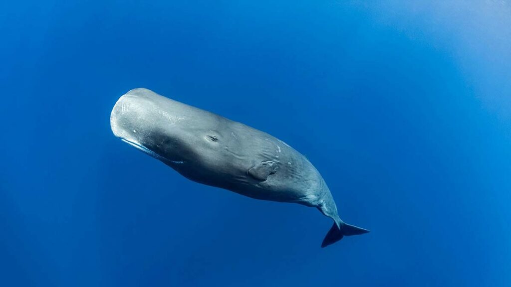 sperm whale