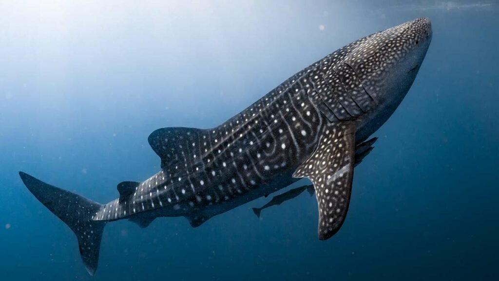 whale shark