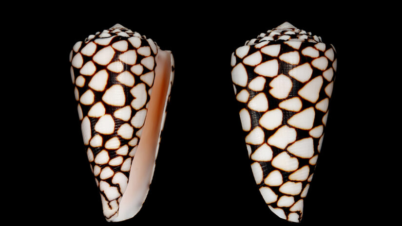 Marble cone (Conus marmoreus) sea snail is the venomous sea snail that can kill human from tropical Indo-Pacific sea By iamtk