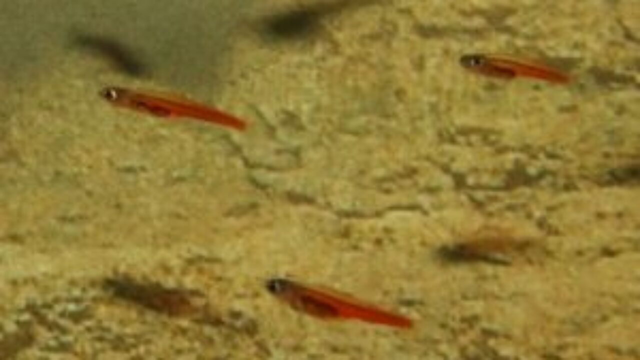 Meet the World's Smallest Fish Meet the World's Smallest Fish