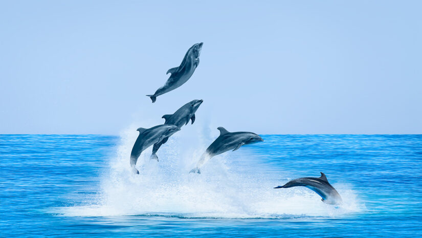 a group of dolphins