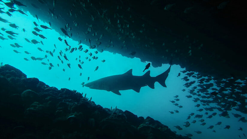 shark in freshwater